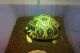 Radiated tortoise Reptiles for sale in Alamo Ranch, San Antonio, TX, USA. price: $5,000