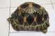 Radiated tortoise Reptiles for sale in New York, NY, USA. price: NA