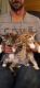 Ragamuffin Cats for sale in Niles, OH, USA. price: $350