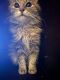 Ragamuffin Cats for sale in 2055 Furlow Dr, Redlands, CA 92374, USA. price: $1,000