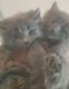 Ragamuffin Cats for sale in Bedford Heights, OH, USA. price: $650