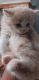 Ragamuffin Cats for sale in Bedford Heights, OH, USA. price: $150
