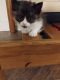 Ragamuffin Cats for sale in Waverly, NY 14892, USA. price: NA