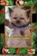 Ragamuffin Cats for sale in Niles, OH, USA. price: $750