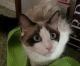 Ragamuffin Cats for sale in Kimball Township, MI 48074, USA. price: $650
