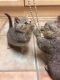 Ragamuffin Cats for sale in New York, NY, USA. price: NA