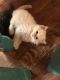 Ragamuffin Cats for sale in Tylertown, MS 39667, USA. price: NA