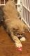 Ragamuffin Cats for sale in Hattiesburg, MS, USA. price: NA