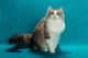 Ragamuffin Cats for sale in Reading, PA, USA. price: NA