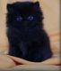 Ragamuffin Cats for sale in Kansas City, MO, USA. price: $200