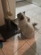 Ragamuffin Cats for sale in Flushing, NY 11356, USA. price: $1,500