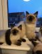 Ragdoll Cats for sale in Hollywood, Los Angeles, CA, USA. price: NA