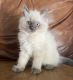 Ragdoll Cats for sale in Kent, WA, USA. price: $1,000