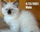 Ragdoll Cats for sale in Bradbury, CA 91008, USA. price: NA
