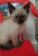 Ragdoll Cats for sale in Hydro, OK 73048, USA. price: $500