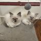 Ragdoll Cats for sale in Mount Joy, PA 17552, USA. price: $1,450