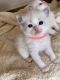 Ragdoll Cats for sale in Glendale, CA 91206, USA. price: NA