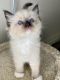 Ragdoll Cats for sale in Glendale, CA 91206, USA. price: $2,500
