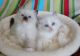 Ragdoll Cats for sale in New York, NY 10011, USA. price: $700