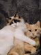 Ragdoll Cats for sale in Salt Lake City, UT 84128, USA. price: $1,500