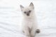 Ragdoll Cats for sale in Concord, NH, USA. price: $650