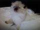 Ragdoll Cats for sale in Shepherdsville, KY 40165, USA. price: $600