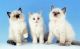 Ragdoll Cats for sale in Chicago, IL 60614, USA. price: $699