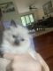 Ragdoll Cats for sale in 5627 Main St, Trumbull, CT 06611, USA. price: NA