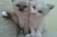 Ragdoll Cats for sale in Flowery Branch, GA 30542, USA. price: $705