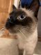Ragdoll Cats for sale in Independence, WI 54747, USA. price: NA