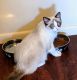 Ragdoll Cats for sale in Ashland, OH 44805, USA. price: NA