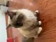 Ragdoll Cats for sale in Hoffman Estates, IL, USA. price: NA