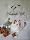 Ragdoll Cats for sale in North Port, FL, USA. price: $1,800