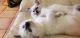 Ragdoll Cats for sale in Thousand Oaks, CA 91362, USA. price: NA