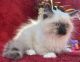 Ragdoll Cats for sale in York Haven, PA 17370, USA. price: NA