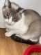 Ragdoll Cats for sale in New Rochelle, NY, USA. price: NA