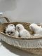 Ragdoll Cats for sale in Lancaster, NY, USA. price: $700