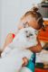 Ragdoll Cats for sale in Raleigh, NC 27609, USA. price: $800