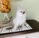 Ragdoll Cats for sale in Ocala, FL, USA. price: $600
