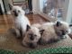 Ragdoll Cats for sale in Graham, WA 98338, USA. price: $400