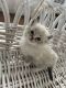 Ragdoll Cats for sale in Lancaster, NY 14086, USA. price: $600