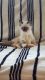 Ragdoll Cats for sale in Chesnee, SC 29323, USA. price: NA