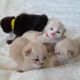 Ragdoll Cats for sale in Cumberland, VA 23040, USA. price: NA