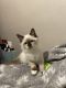 Ragdoll Cats for sale in Madison, WI, USA. price: $900