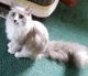 Ragdoll Cats for sale in Crystal, MI 48818, USA. price: NA