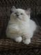 Ragdoll Cats for sale in Columbus, OH, USA. price: $1,600