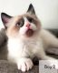 Ragdoll Cats for sale in Glendale Heights, IL, USA. price: NA