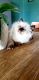 Ragdoll Cats for sale in Glendale Heights, IL, USA. price: $900