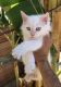 Ragdoll Cats for sale in Bell Gardens, CA 90201, USA. price: NA