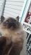 Ragdoll Cats for sale in N 17th St & W Oxford St, Philadelphia, PA 19121, USA. price: $2,200
